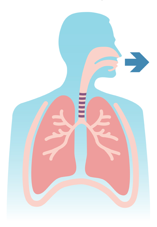 Comment Fontionnent Les Poumons L Association Pulmonaire