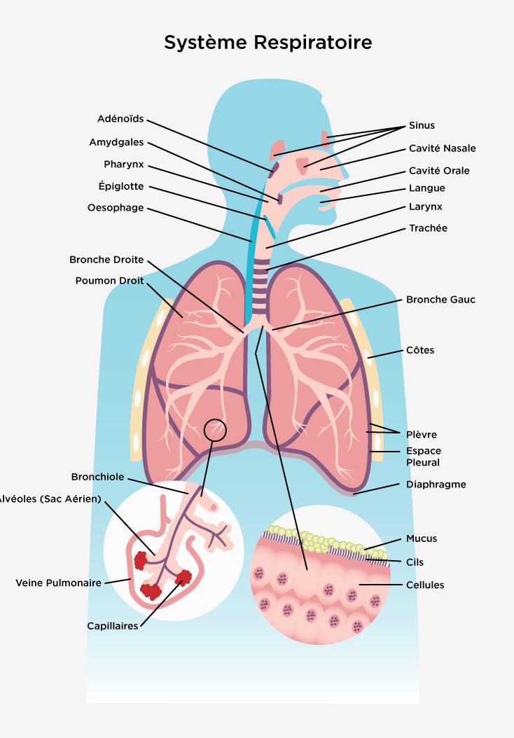 Système Respiratoire  Association pulmonaire du Canada