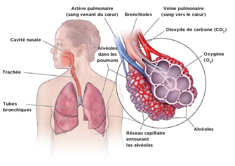 Système respiratoire