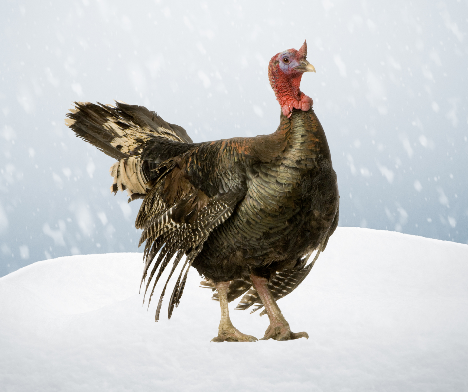 A large turkey standing in snow with snow falling in background